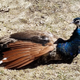 Illustration for article titled Runaway Peacock Ditches His Human Family for New Turkey Friendsem/em